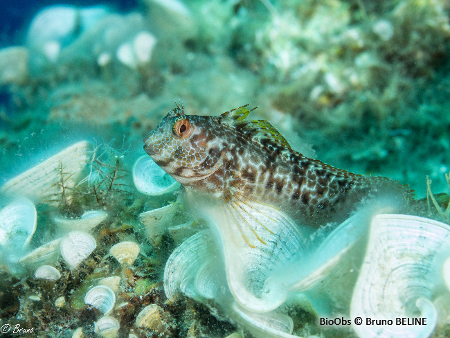 Blennie pilicorne - Parablennius pilicornis - Bruno BELINE - BioObs