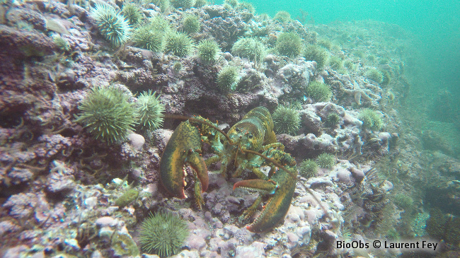 Homard américain - Homarus americanus - Laurent Fey - BioObs