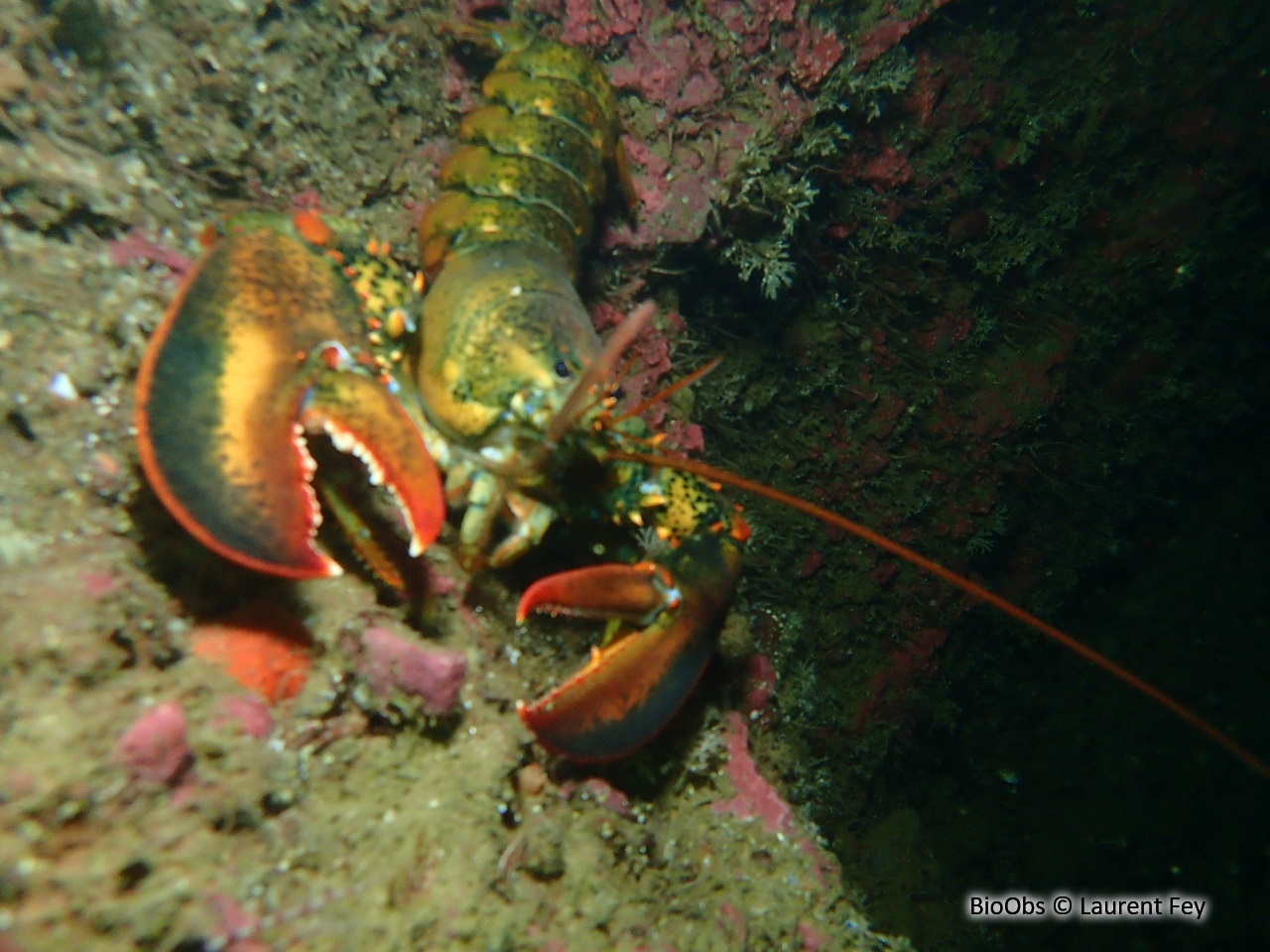Homard américain - Homarus americanus - Laurent Fey - BioObs