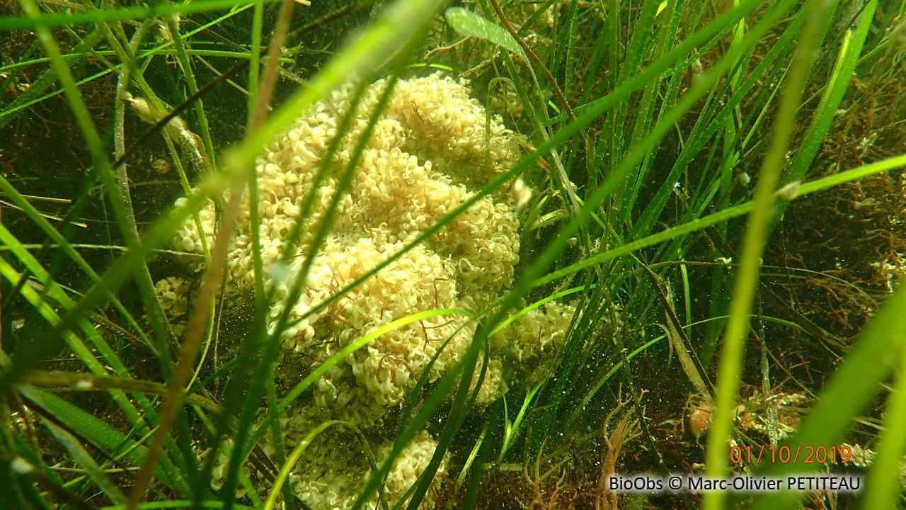 Rocher fascié ponte - Hexaplex sp - Marc-Olivier PETITEAU - BioObs