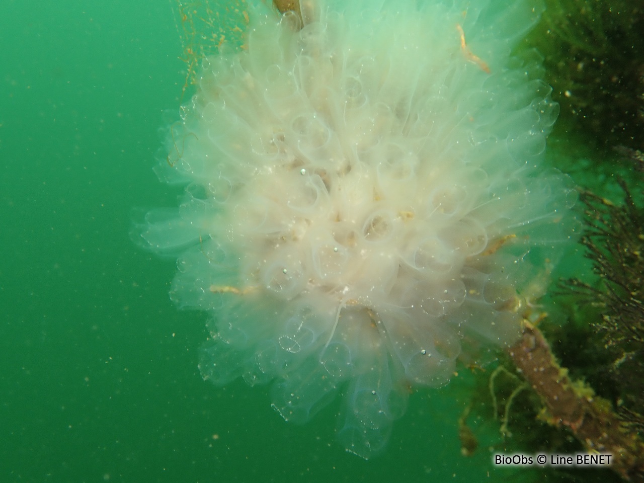 Claveline oblongue - Clavelina oblonga - Line BENET - BioObs