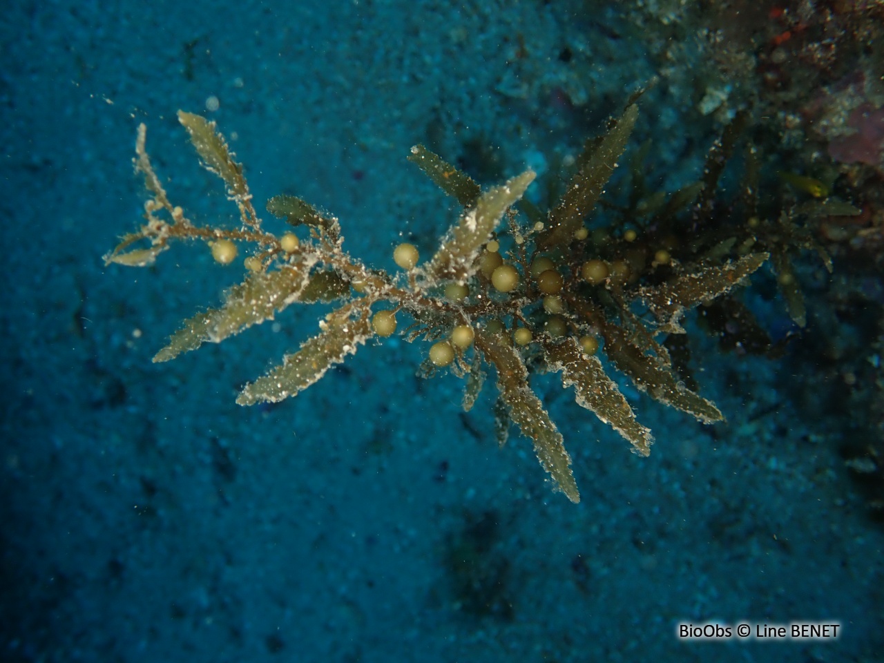 Sargasse commune - Sargassum vulgare - Line BENET - BioObs