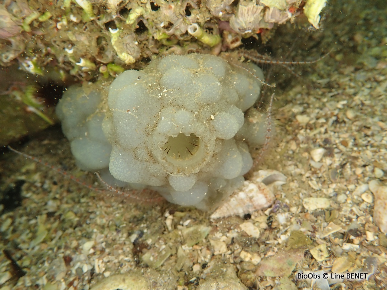 Ascidie blanche - Phallusia mammillata - Line BENET - BioObs