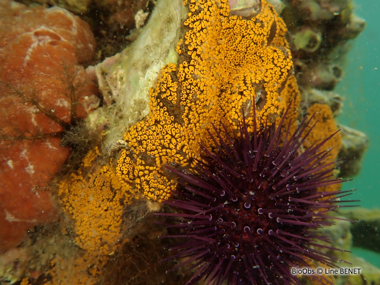 Botrylle de San Diego - Botrylloides diegensis - Line BENET - BioObs