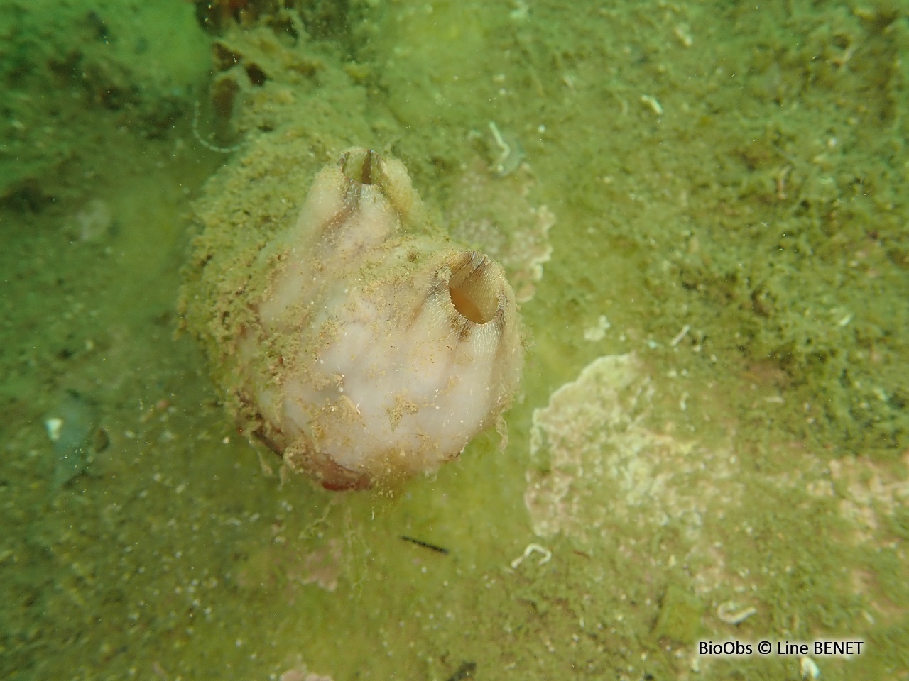 Ascidie plissée - Styela plicata - Line BENET - BioObs