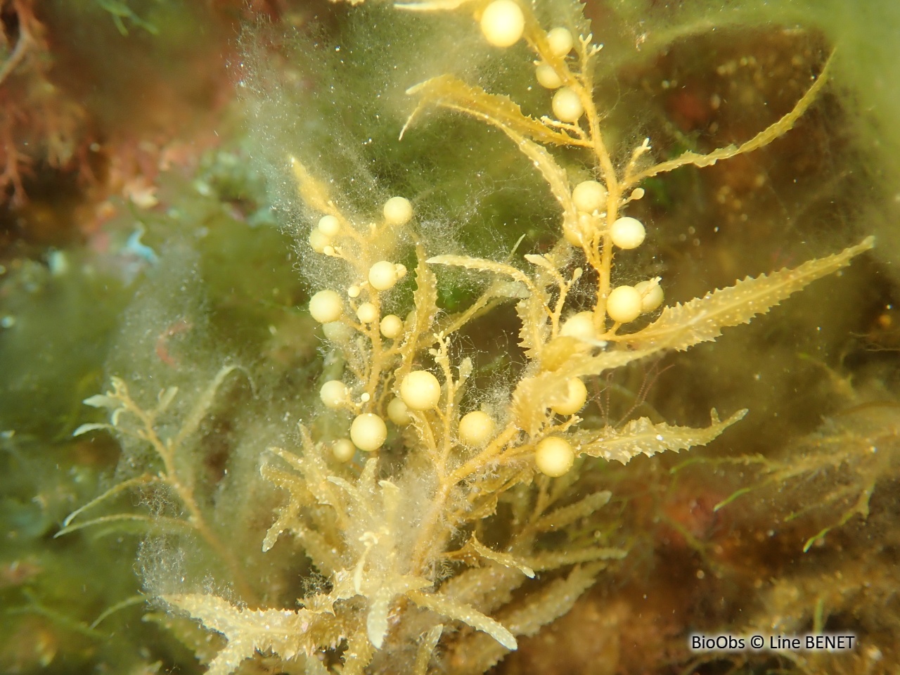 Sargasse commune - Sargassum vulgare - Line BENET - BioObs