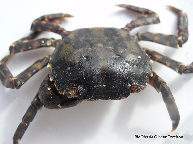 Grapse sanguin - Hemigrapsus sanguineus - olivier Torchon - BioObs