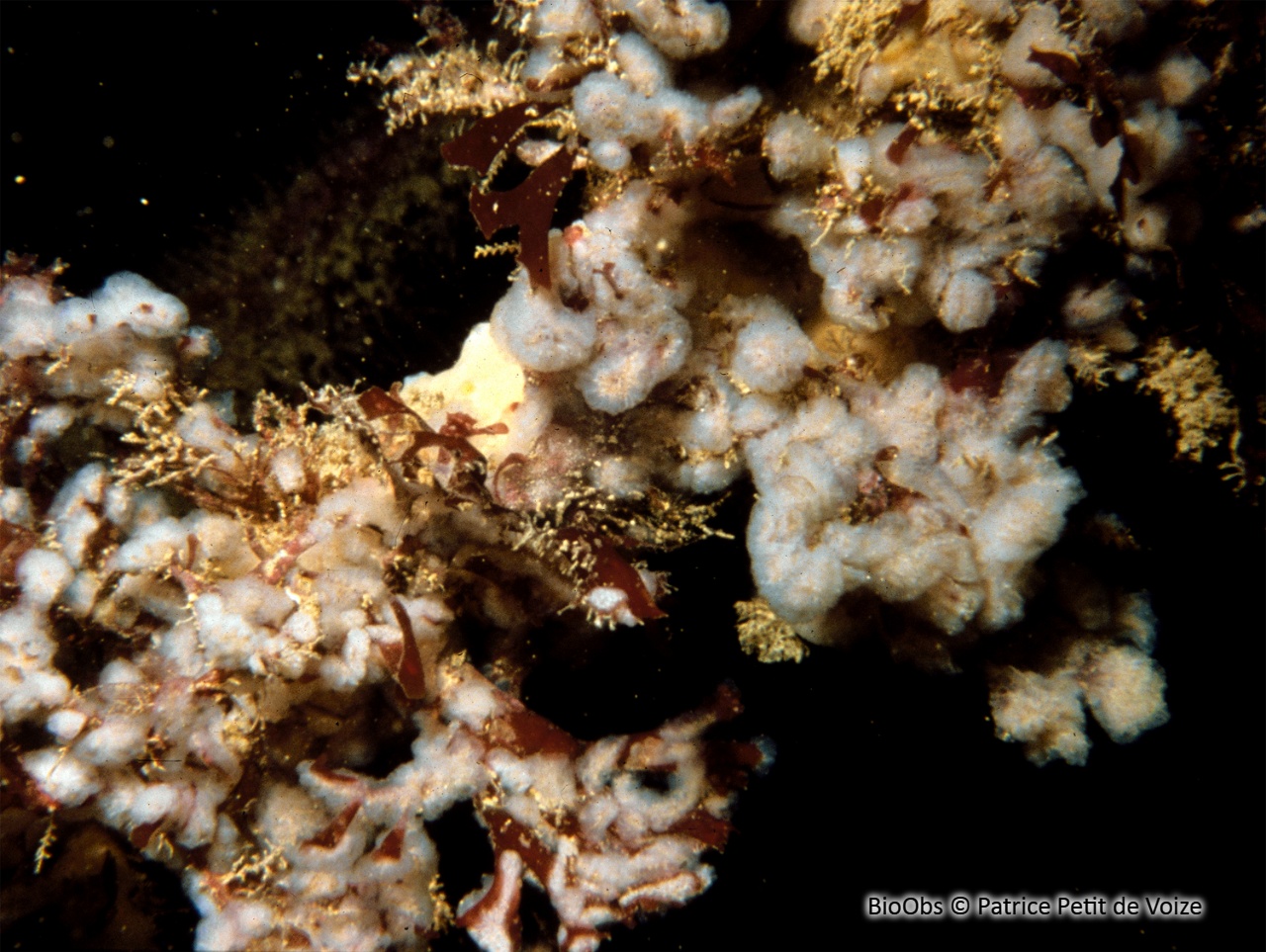 Flocon pédonculé blanc - Aplidium pallidum - Patrice Petit de Voize - BioObs