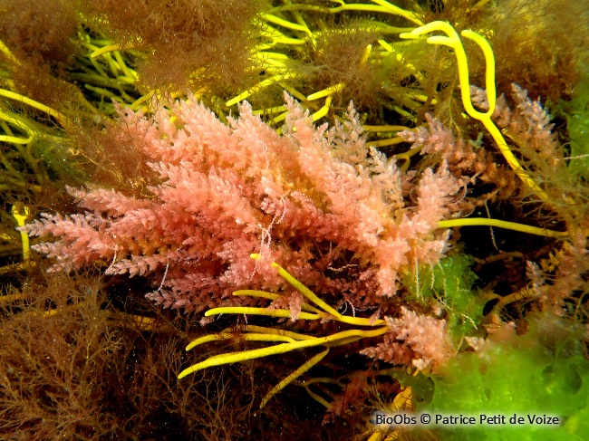 Algue à crochets - Asparagopsis armata - Patrice Petit de Voize - BioObs