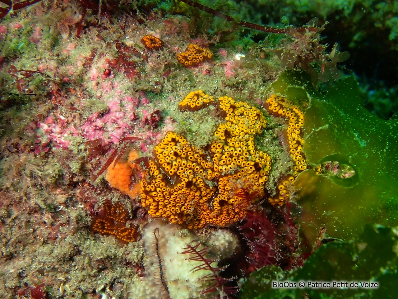 Botrylle de San Diego - Botrylloides diegensis - Patrice Petit de Voize - BioObs