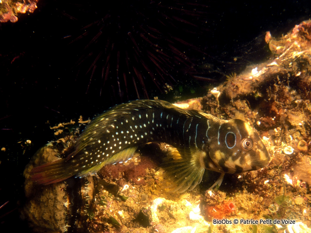 Blennie paon - Salaria pavo - Patrice Petit de Voize - BioObs