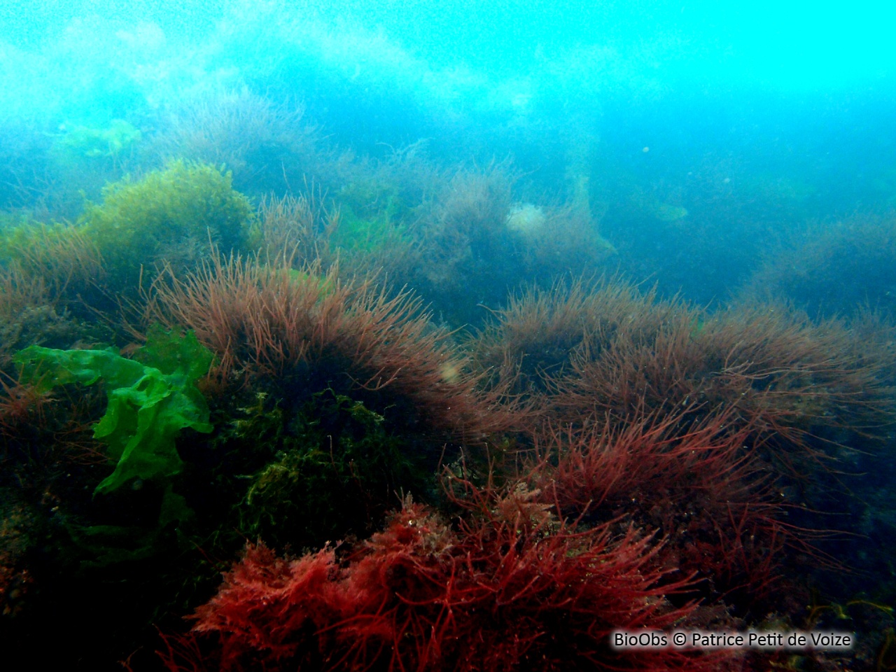 Cordes de Solier - Solieria chordalis - Patrice Petit de Voize - BioObs