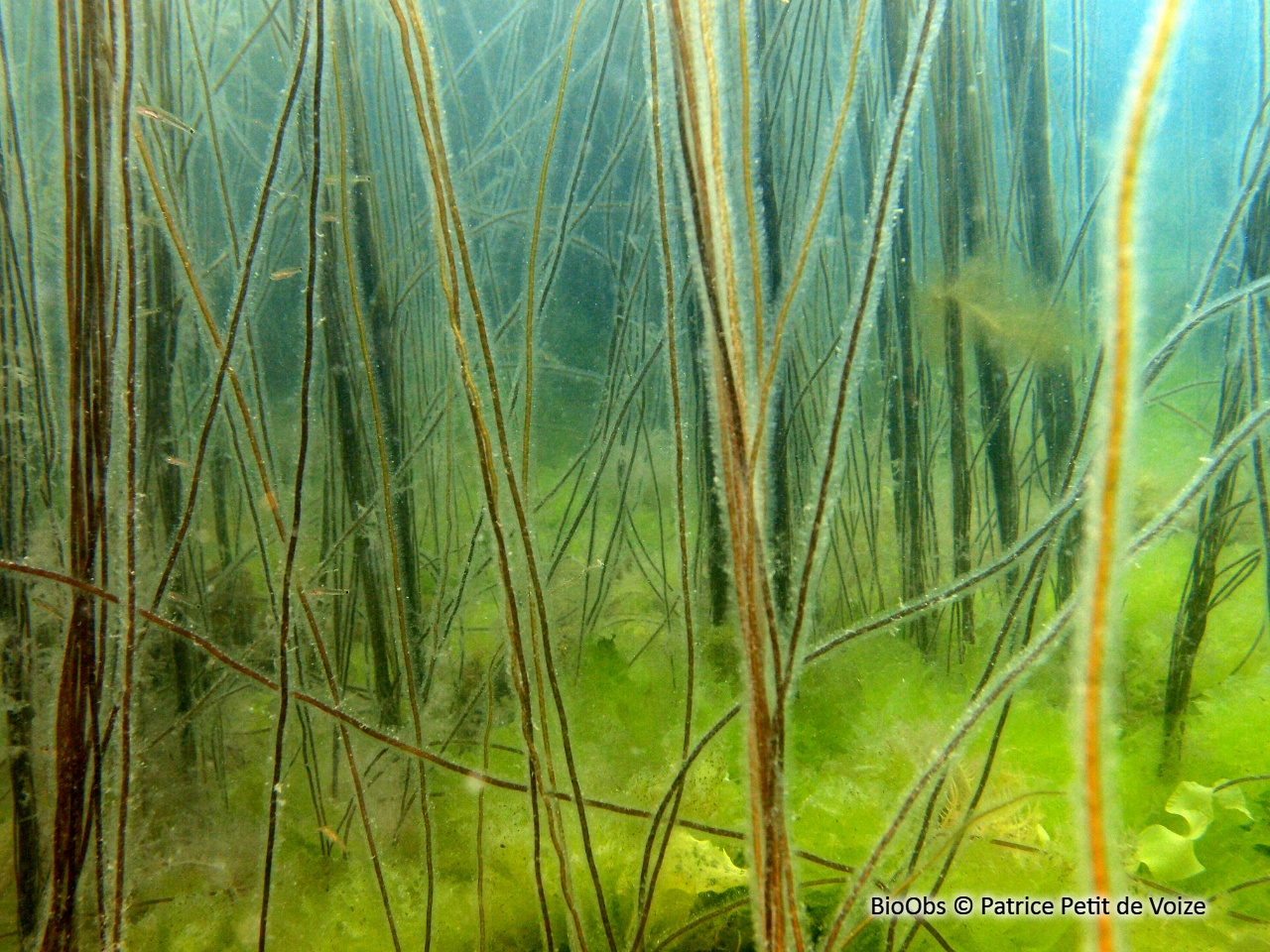 Lacet de mer - Chorda filum - Patrice Petit de Voize - BioObs