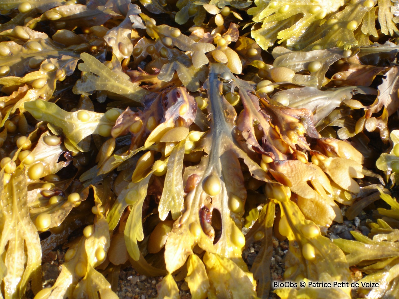 Fucus vésiculeux - Fucus vesiculosus - Patrice Petit de Voize - BioObs