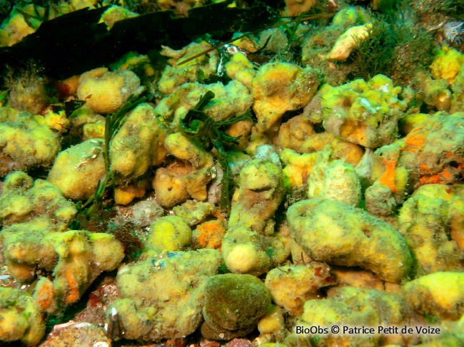 Eponge chinoise - Celtodoryx ciocalyptoides - Patrice Petit de Voize - BioObs