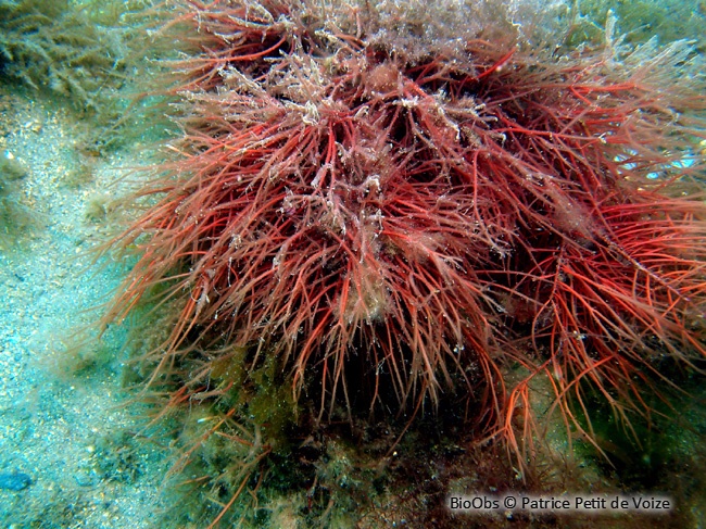 Cordes de Solier - Solieria chordalis - Patrice Petit de Voize - BioObs