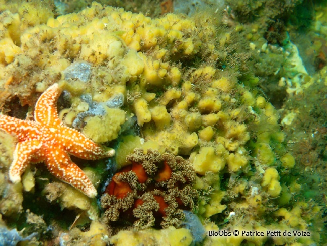 Eponge chinoise - Celtodoryx ciocalyptoides - Patrice Petit de Voize - BioObs