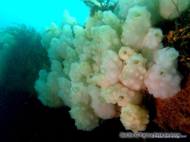 Ascidie blanche - Phallusia mammillata - Patrice Petit de Voize - BioObs