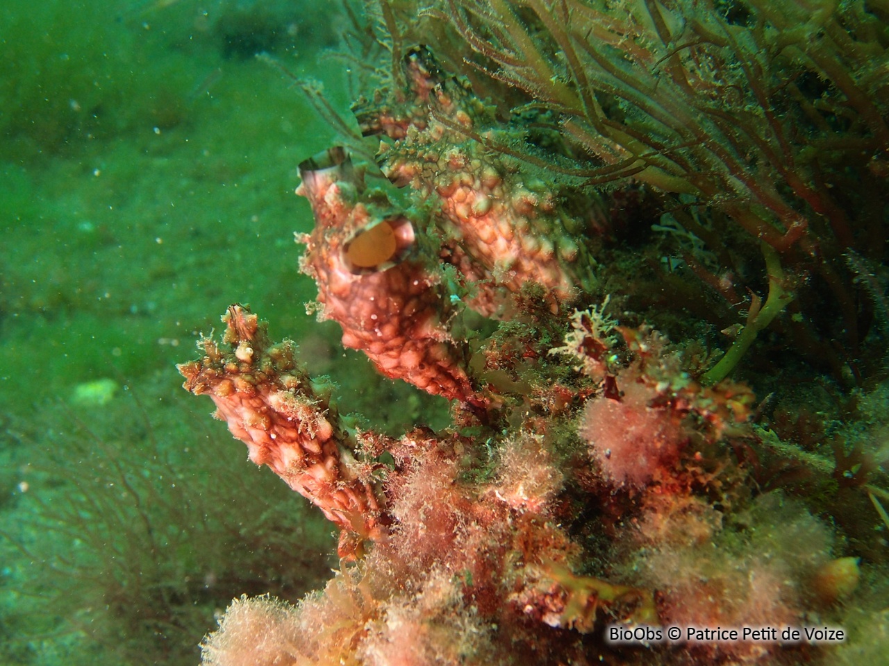 Ascidie japonaise - Styela clava - Patrice Petit de Voize - BioObs