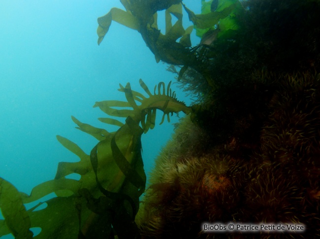 Wakamé - Undaria pinnatifida - Patrice Petit de Voize - BioObs