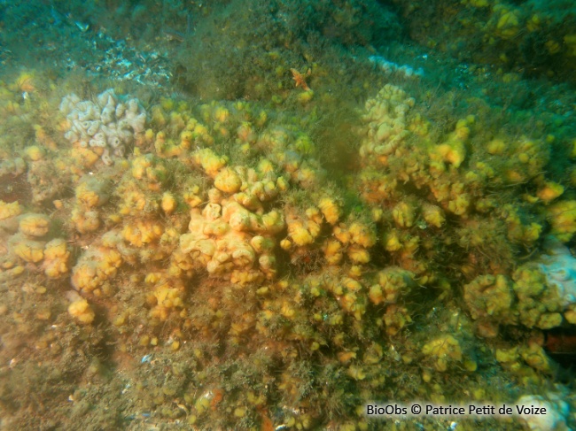 Eponge chinoise - Celtodoryx ciocalyptoides - Patrice Petit de Voize - BioObs