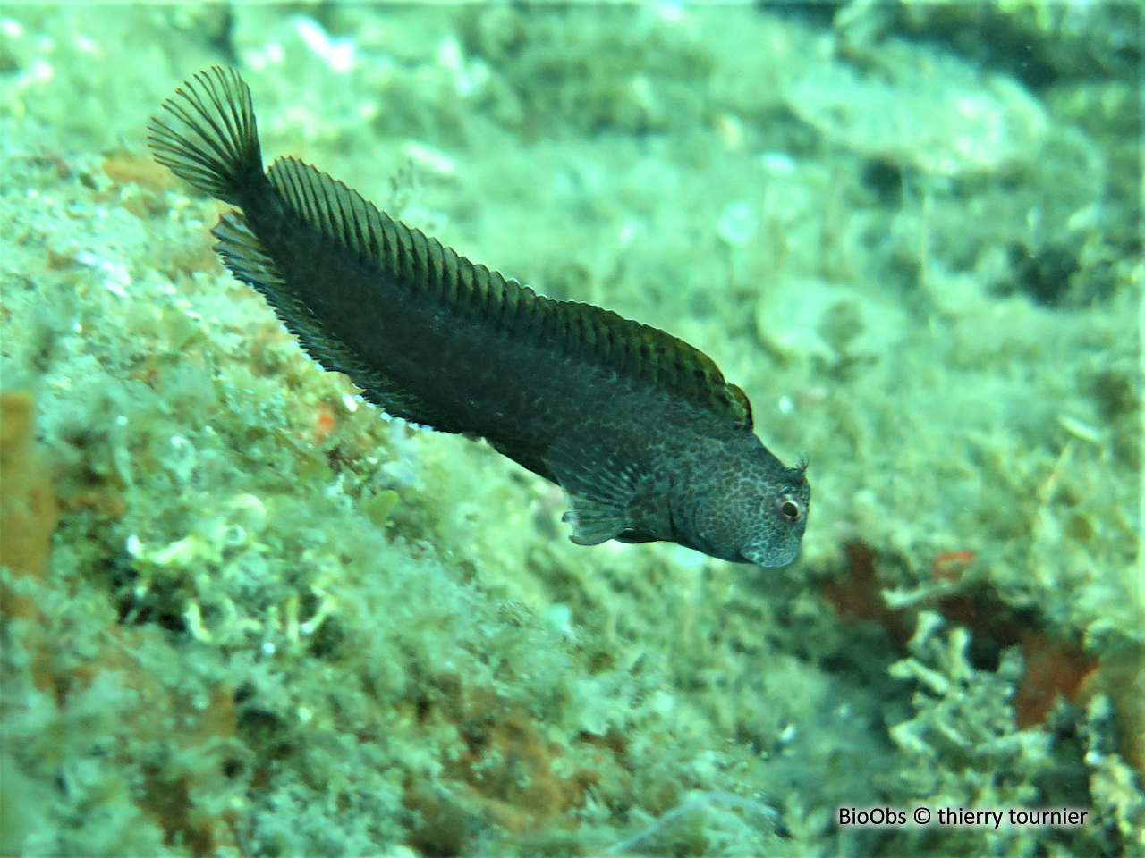 Blennie pilicorne - Parablennius pilicornis - Thierry Tournier - BioObs
