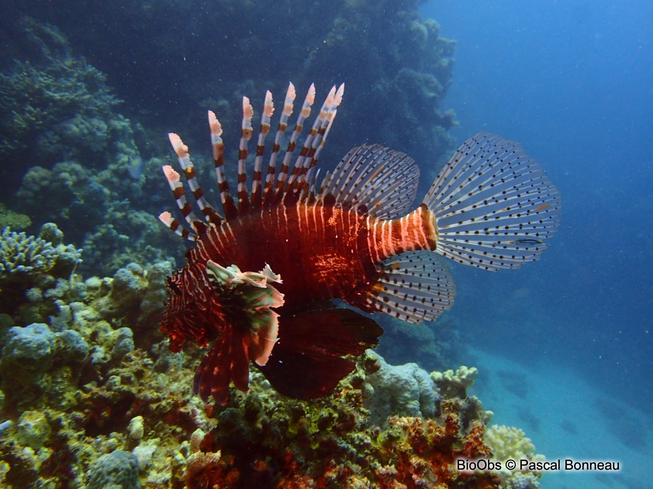 Rascasse volante de l'océan Indien - Pterois miles - Pascal Bonneau - BioObs