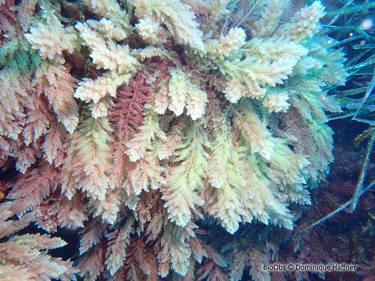 Algue chevelue rouge - Asparagopsis taxiformis - Dominique Haffner - BioObs