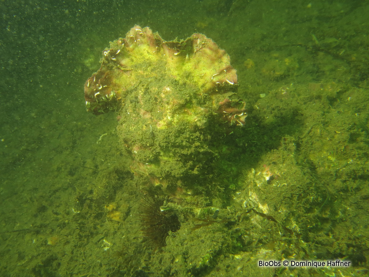 Huitre creuse - Magallana gigas - Dominique Haffner - BioObs