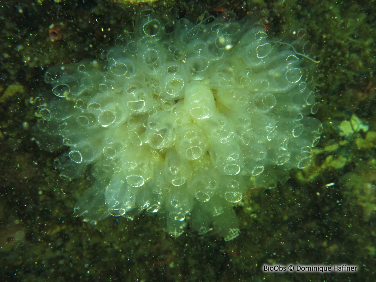 Claveline oblongue - Clavelina oblonga - Dominique Haffner - BioObs