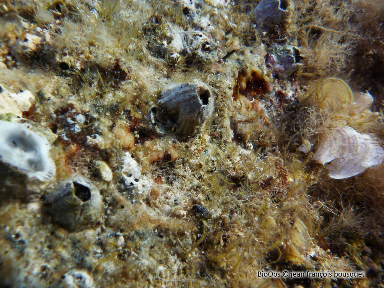 Balane rayée - Amphibalanus amphitrite - jean françois bousquet - BioObs