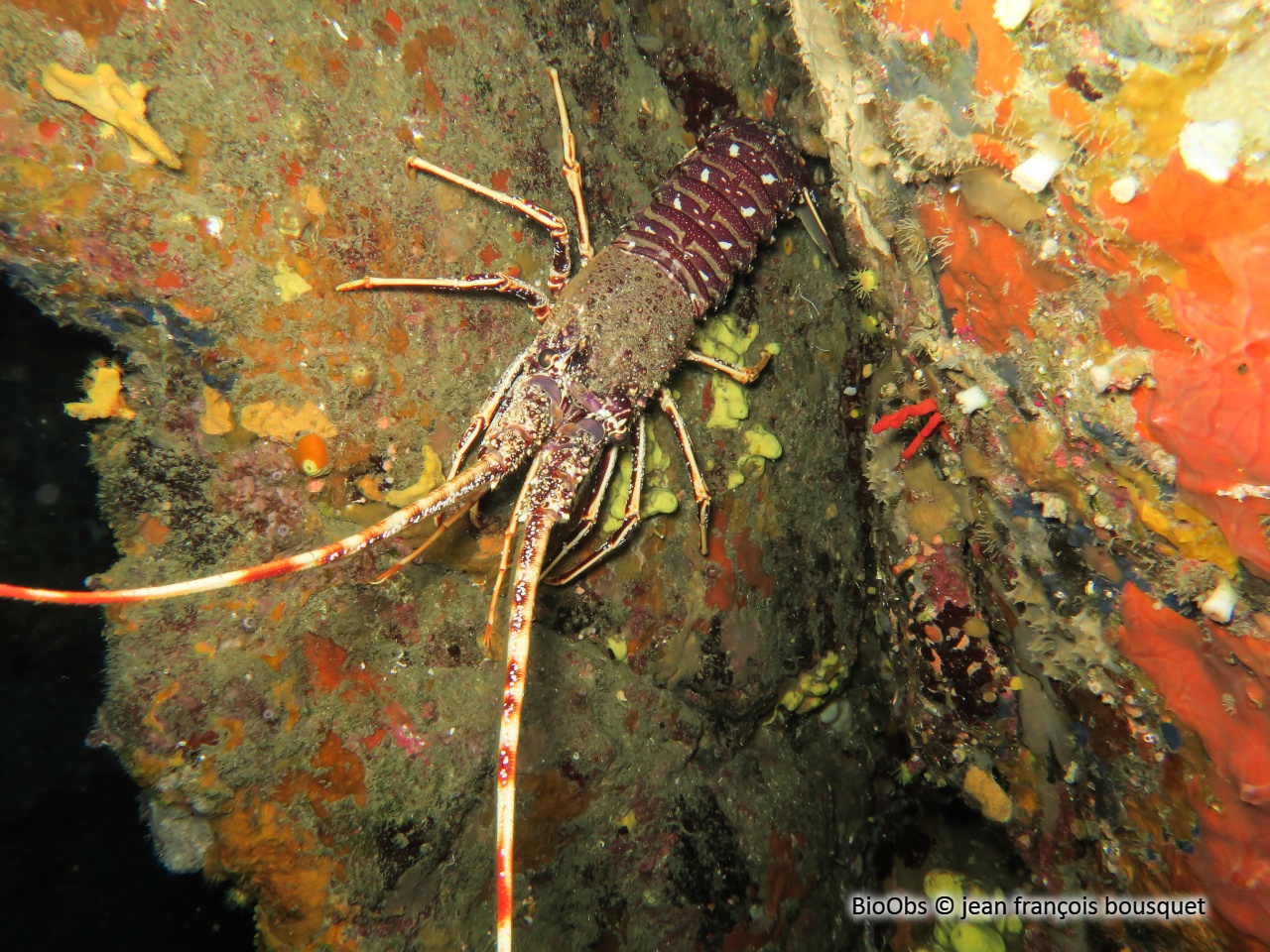 Langouste rouge - Palinurus elephas - jean françois bousquet - BioObs