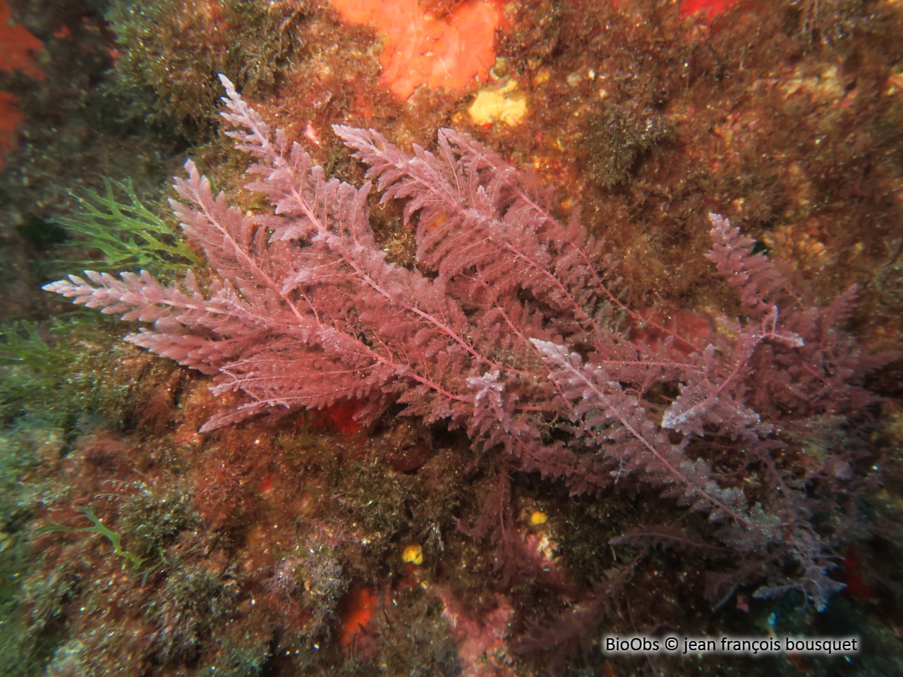 Algue chevelue rouge - Asparagopsis taxiformis - jean françois bousquet - BioObs
