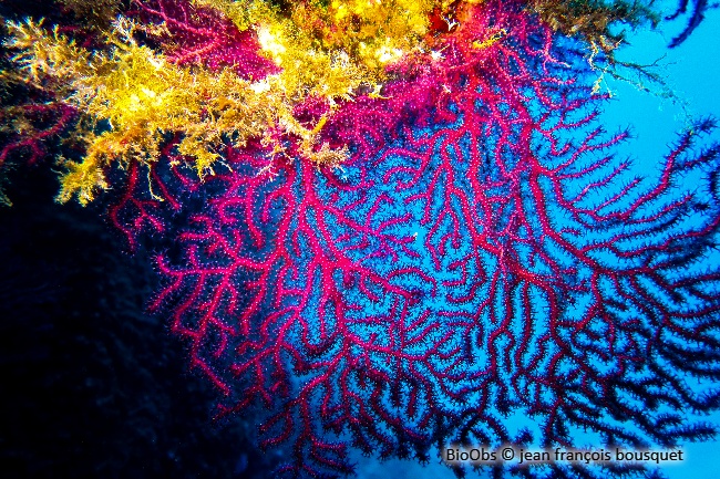 Gorgone pourpre - Paramuricea clavata - jean françois bousquet - BioObs
