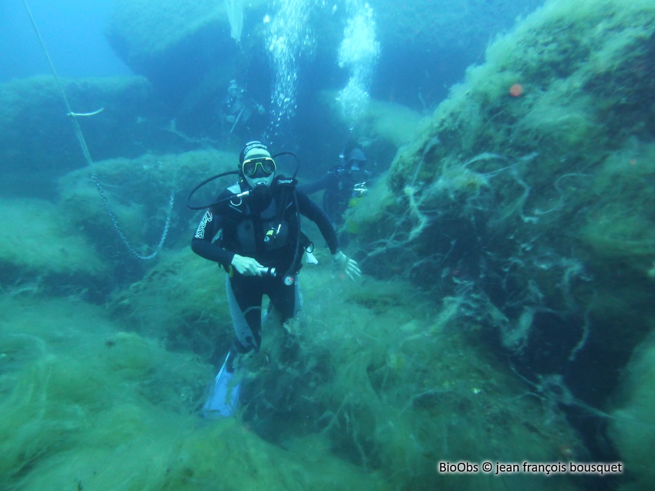 Algues brunes filamenteuses - Acinetospora crinita - jean françois bousquet - BioObs