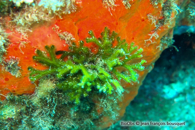 Codium fragile - Codium fragile - jean françois bousquet - BioObs