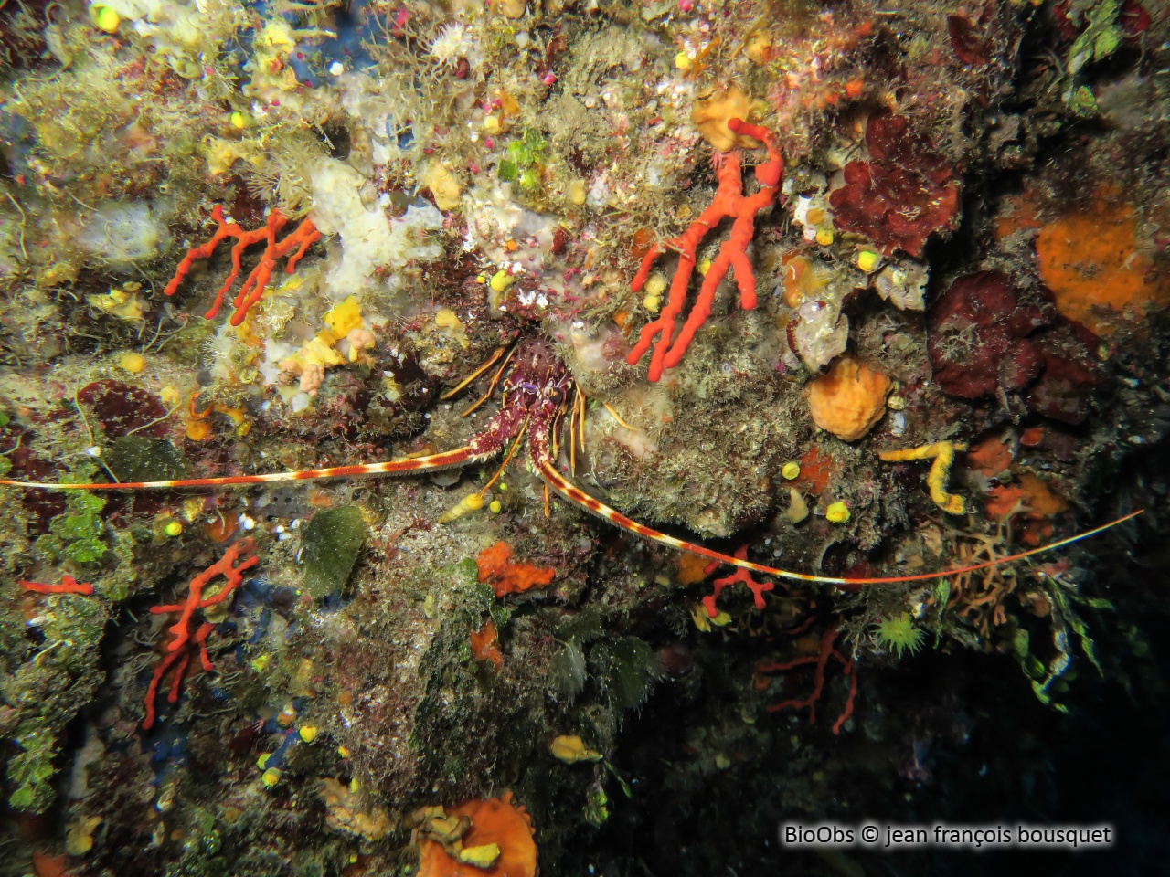 Langouste rouge - Palinurus elephas - jean françois bousquet - BioObs