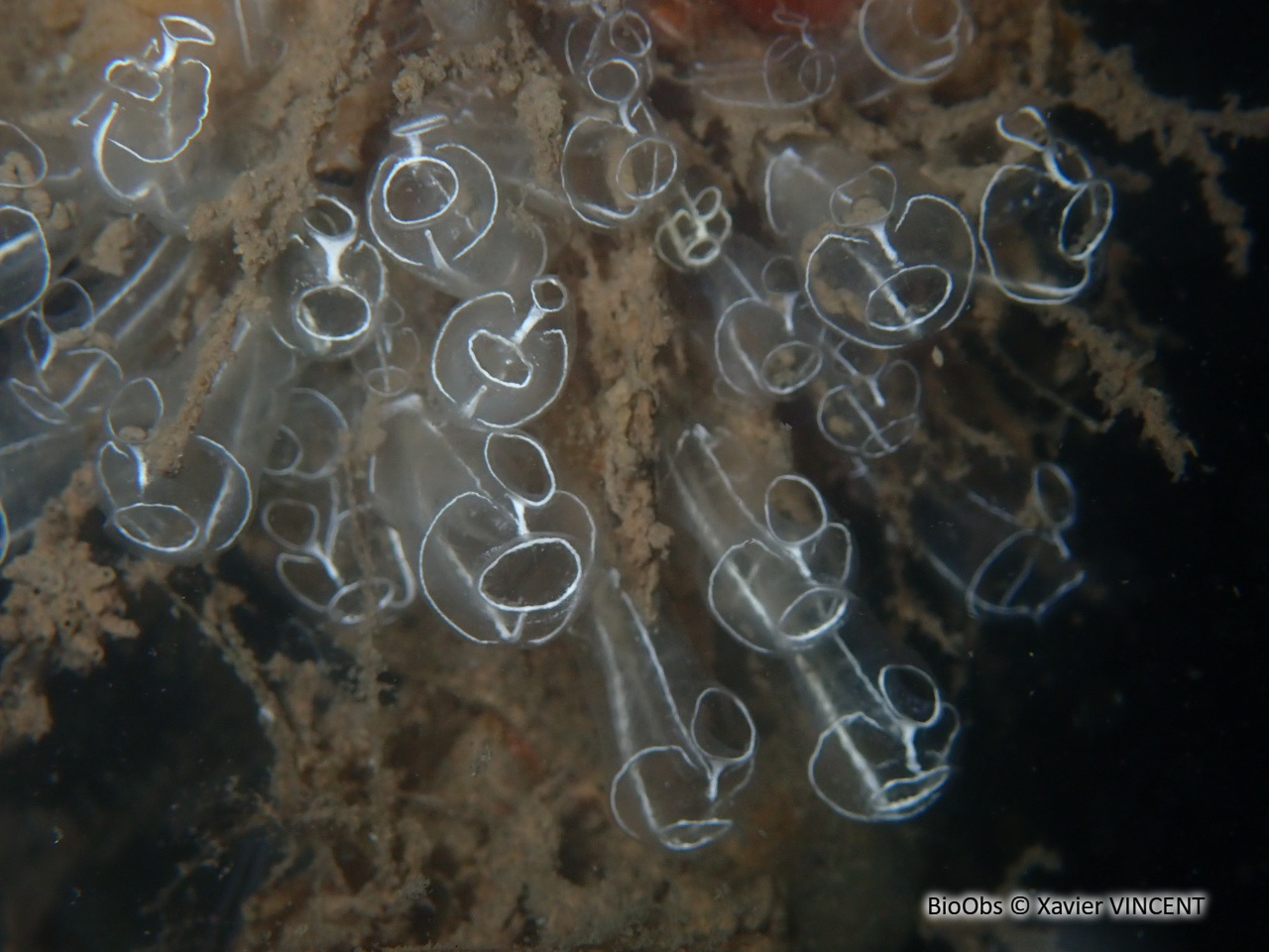 Grande claveline - Clavelina lepadiformis - Xavier VINCENT - BioObs