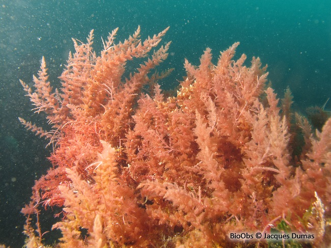 Algue à crochets - Asparagopsis armata - Jacques Dumas - BioObs