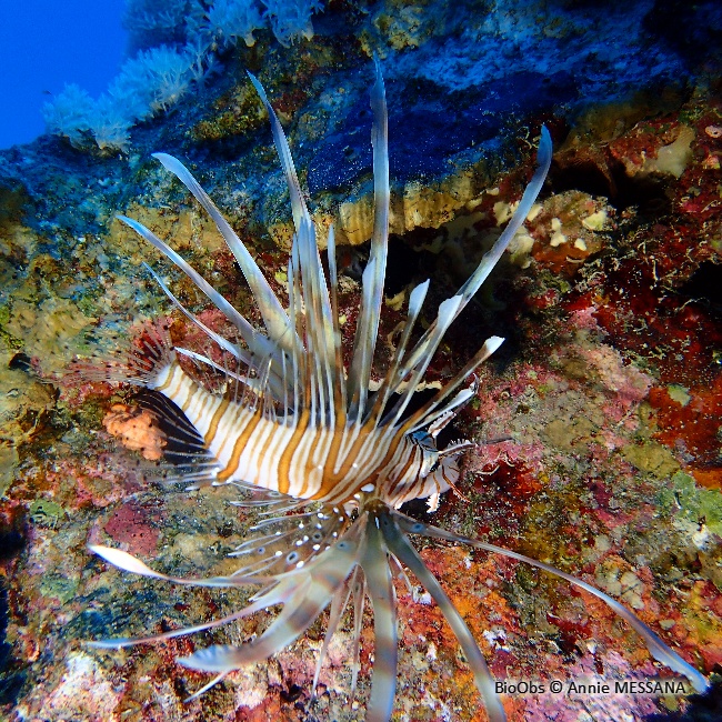 Rascasse volante de l'océan Indien - Pterois miles - annie MESSANA - BioObs