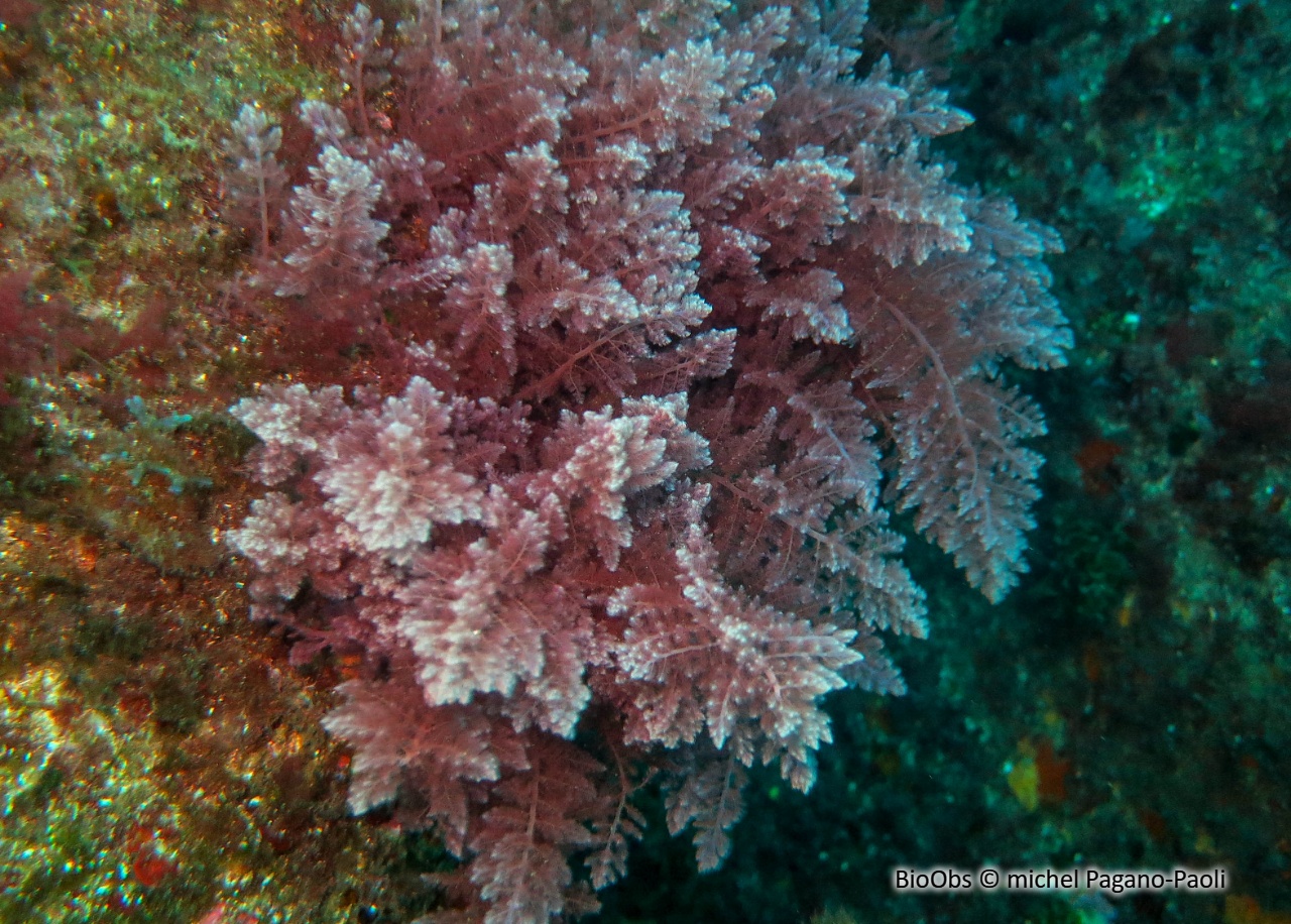 Algue chevelue rouge - Asparagopsis taxiformis - michel Pagano-Paoli - BioObs
