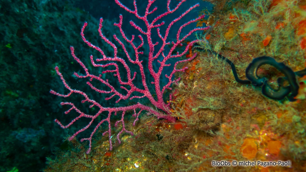 Gorgone pourpre - Paramuricea clavata - michel Pagano-Paoli - BioObs