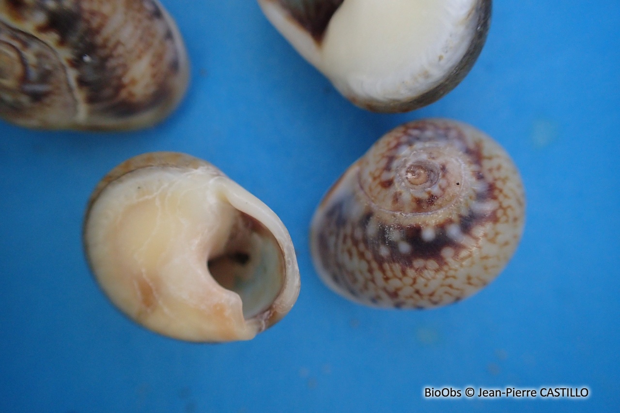 Nasse néritoïde - Tritia neritea - Jean-Pierre CASTILLO - BioObs