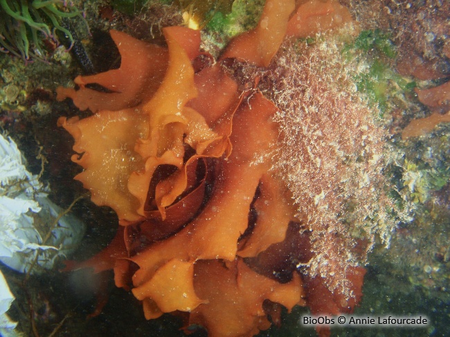 Grateloupe lancéolée - Pachymeniopsis lanceolata - Annie Lafourcade - BioObs