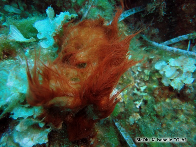 Polysiphonia - Womersleyella setacea - Jean-Pierre CASTILLO - BioObs