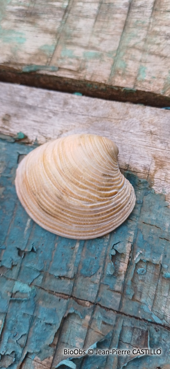 Clam commun - Mercenaria mercenaria - Jean-Pierre CASTILLO - BioObs