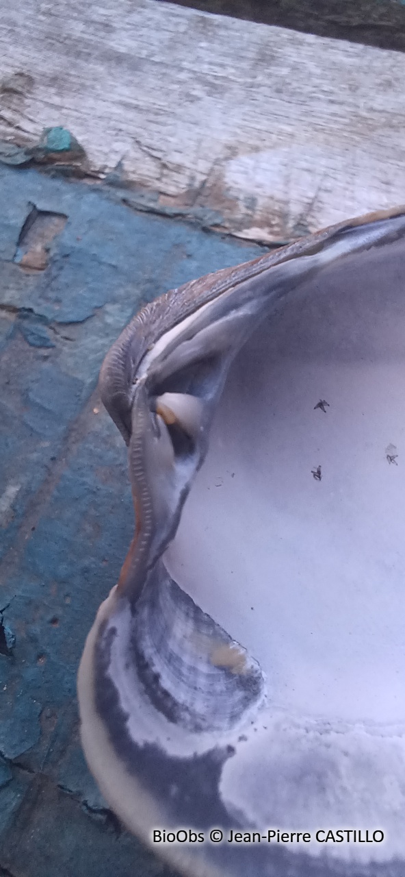 Clam commun - Mercenaria mercenaria - Jean-Pierre CASTILLO - BioObs