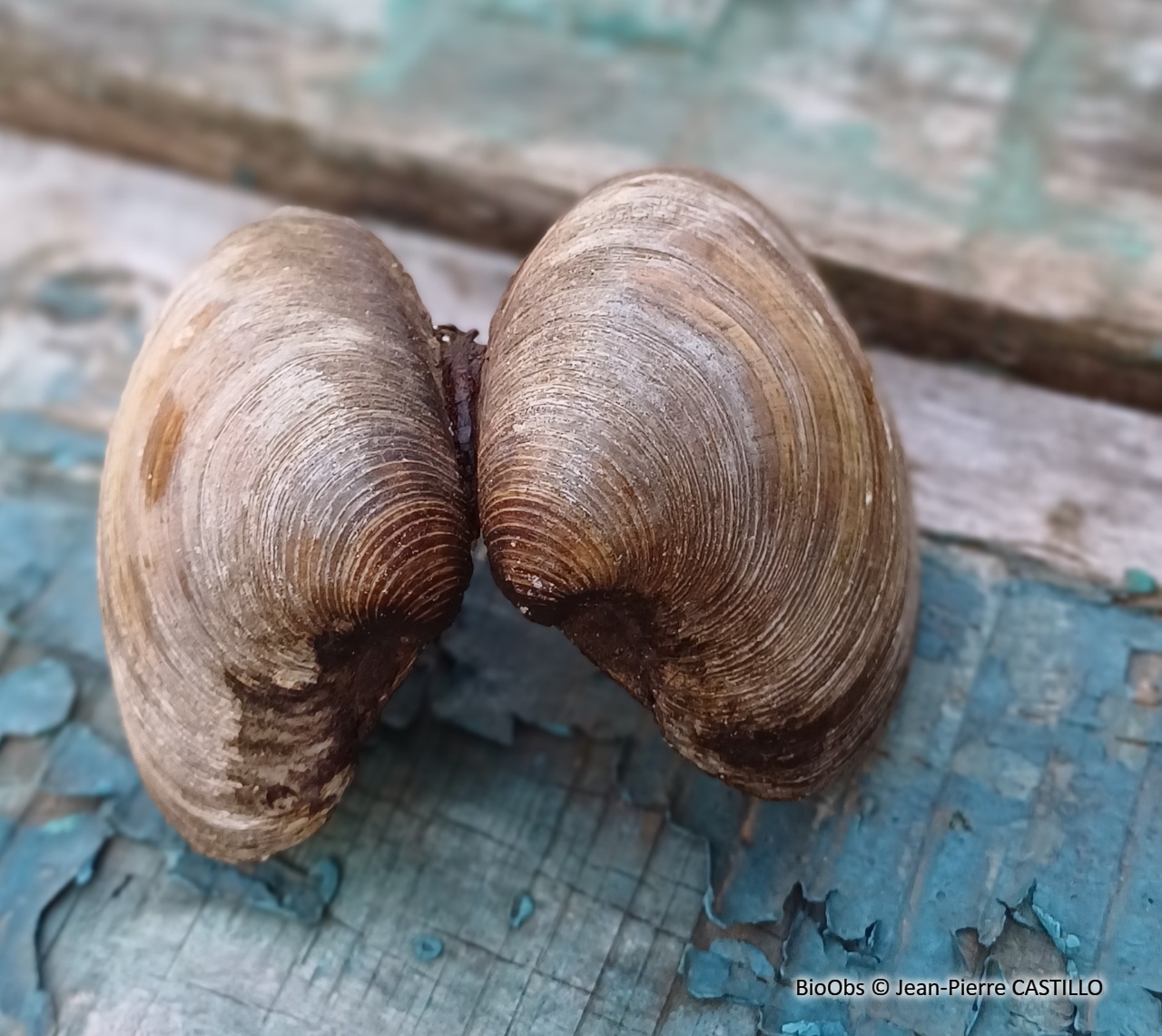 Clam commun - Mercenaria mercenaria - Jean-Pierre CASTILLO - BioObs