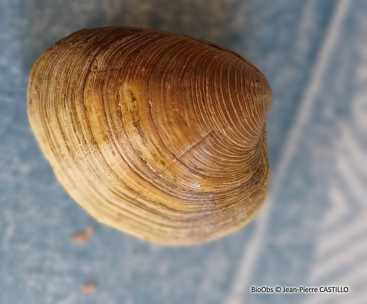 Clam commun - Mercenaria mercenaria - Jean-Pierre CASTILLO - BioObs