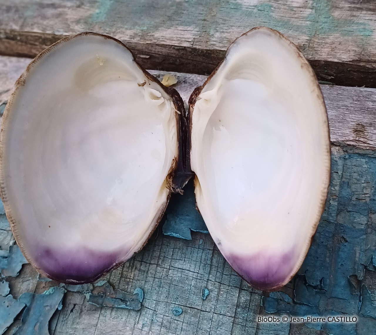 Clam commun - Mercenaria mercenaria - Jean-Pierre CASTILLO - BioObs